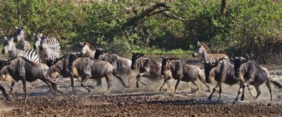 Wildebeest and Zebra at Seronera River, Serengeti 3188