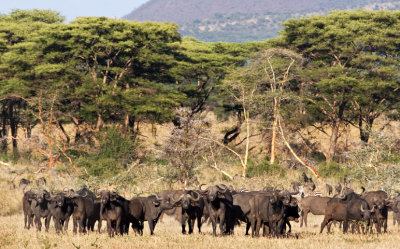 African Buffalo, Serengeti 3275