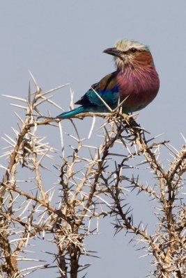 Lilac-breasted Roller, Serengeti 3431