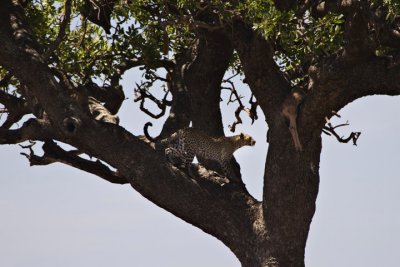 Leopard with Kill, Serengeti 3444