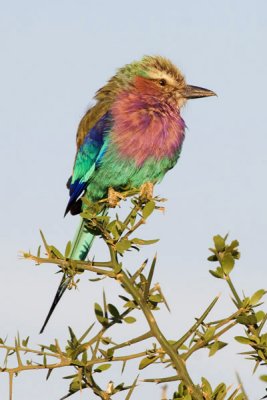 Lilac-breasted Roller, Serengeti 3524