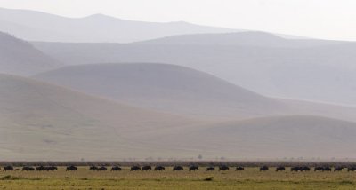 Ngorongoro 3625
