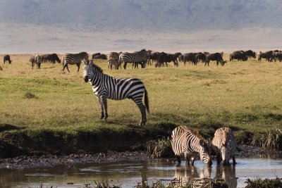 Zebra, Ngorongoro 3662