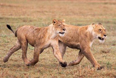 Lions headed to Kill, Ngorongoro 3808