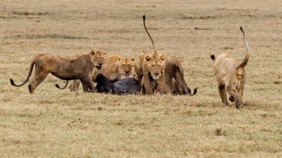 Lions with Kill, Ngorongoro 3841