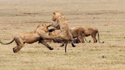 Young Male Lions, Ngorongoro 3862