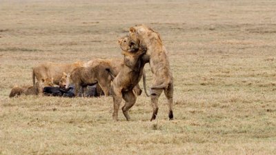 Young Male Lions, Ngorongoro 3865