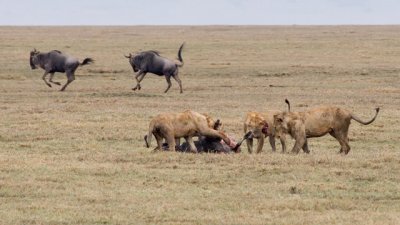 Lions with Kill, Ngorongoro 3884