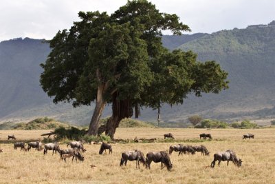 Wildebeest, Ngorongoro 3947