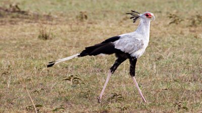 Secretary Bird, Ngorongoro 5613