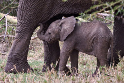 Elephants, Lake Manyara 5713