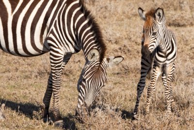 Zebras, Maasai Mara N0000035