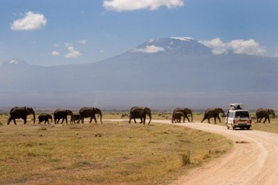 Elephants with Kilimanjaro, Amboseli 0043