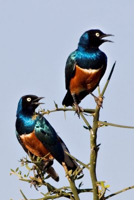 Superb Starling, Serengeti 2393b