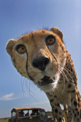 CheetahFace0091.jpg