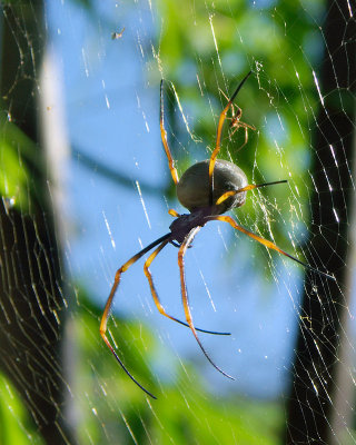 spider