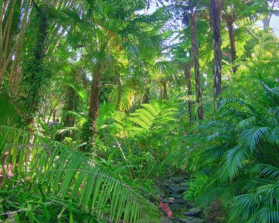 rainforest