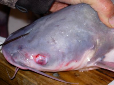 Blue Catfish Cleaning, Step by Step. (Not for the quesy or PETA militants)
