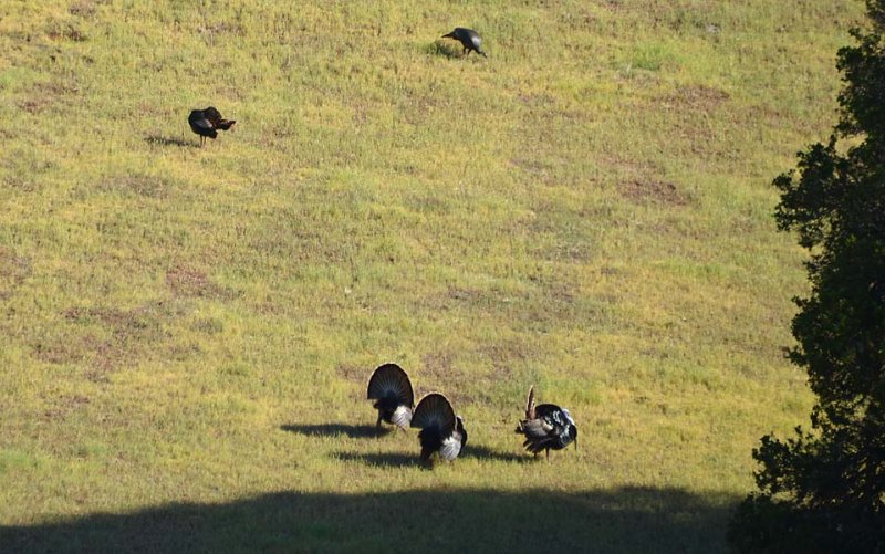 Five Turkeys