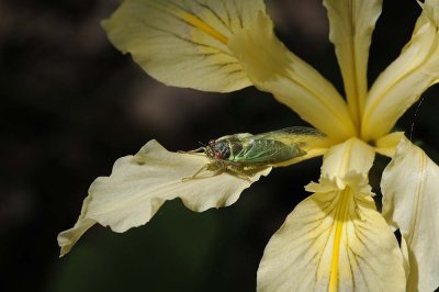 Cicada on Wild Iris