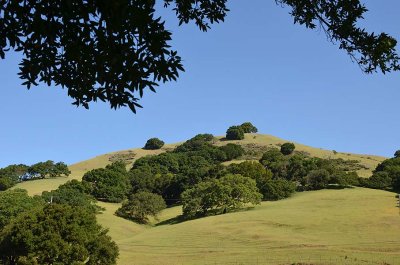 Our Beautiful Marin Hills