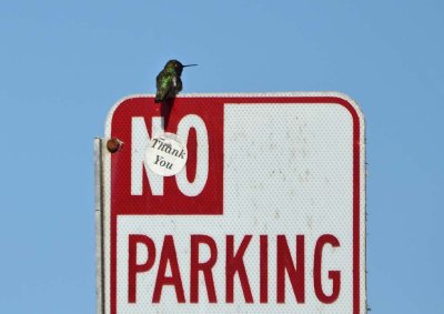 No Parking Enforcer