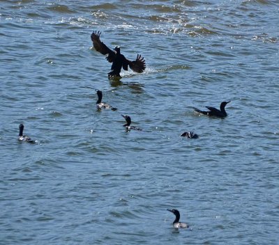 Incoming Cormorant