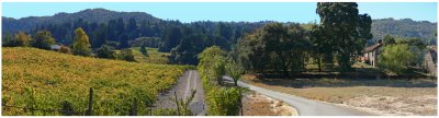 Jack London Vineyard Panorama