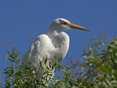 Great Egret Close Up