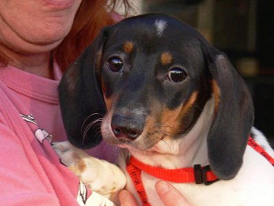 Black & White Daschund - Tallulah