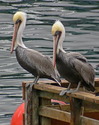 Pelican Twins