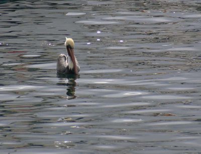 Pelican Float