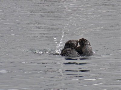 Otter Play