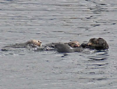 Wild Otter Group