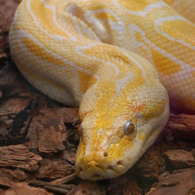 Burmese Python Close Up