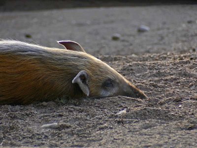 Snout in the Dust