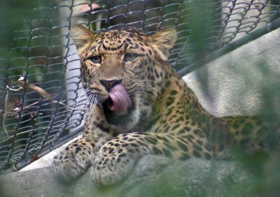 Leopard Lick