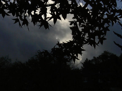 Silhouetted Leaves