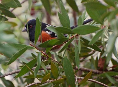 Spotted Towhee Peeking Back