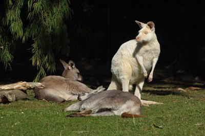 Gray Kangaroos and White