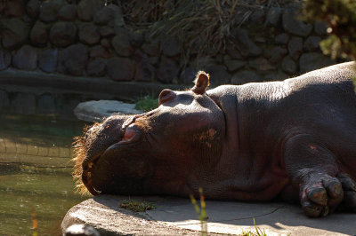 Hippo Aground
