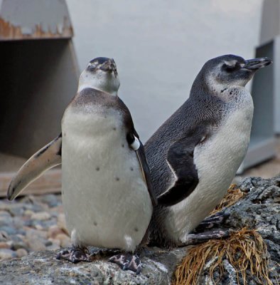 Snoozing Penguins