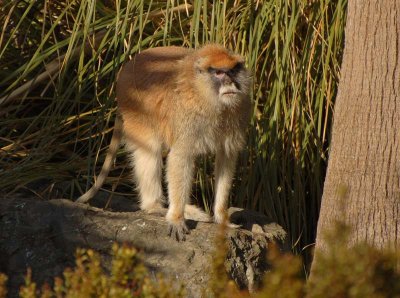 Patas Monkey