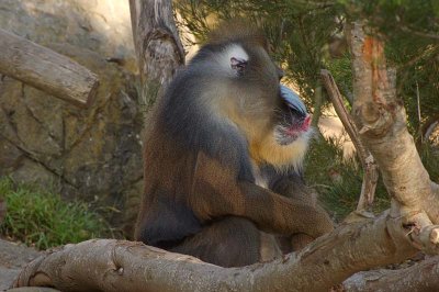 Huge Mandrill Jaw