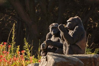 Gorillas In the Sun