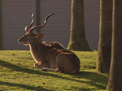 Greater Kudu