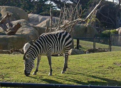 African Savannah