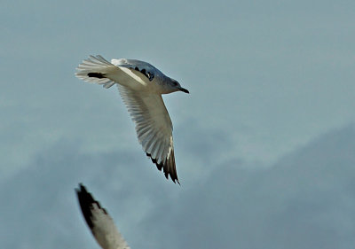 Tail Spread