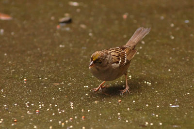 Very Wet Golden Crowned Sparrow