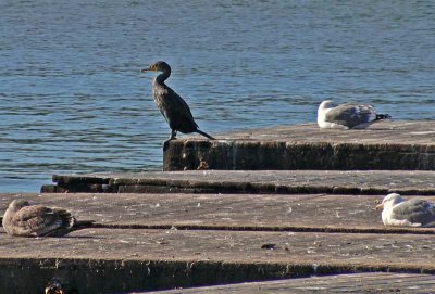 At  Pier 39